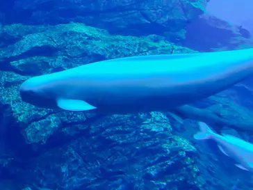 仙台うみの杜水族館に投稿された画像（2020/8/9）