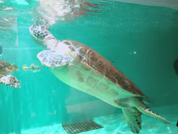 仙台うみの杜水族館に投稿された画像（2020/8/9）