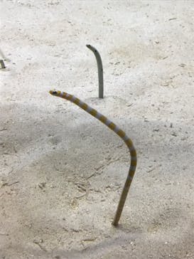 アクアワールド茨城県大洗水族館に投稿された画像（2020/8/9）