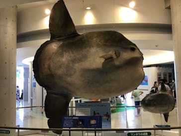 アクアワールド茨城県大洗水族館に投稿された画像（2020/8/9）