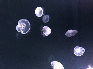 サンシャイン水族館に投稿された画像（2020/8/9）