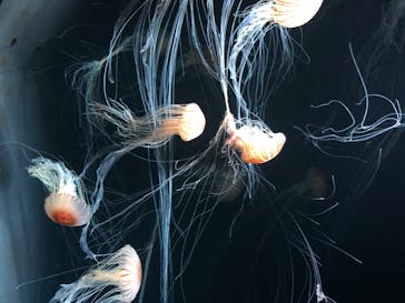 サンシャイン水族館に投稿された画像（2020/8/9）