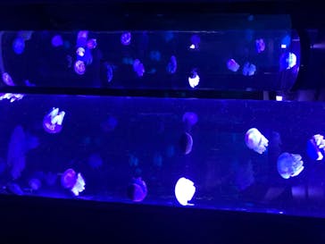 サンシャイン水族館に投稿された画像（2020/8/9）