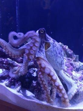 ゼロ距離水族館 伊勢シーパラダイスに投稿された画像（2020/8/9）