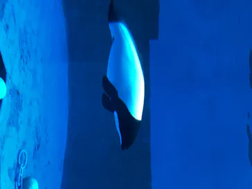 仙台うみの杜水族館に投稿された画像（2020/8/9）