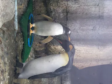 仙台うみの杜水族館に投稿された画像（2020/8/9）