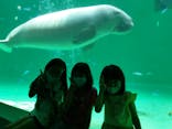 鳥羽水族館に投稿された画像（2020/8/9）