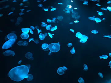 すみだ水族館に投稿された画像（2020/8/9）