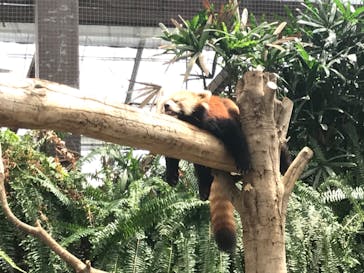 神戸どうぶつ王国に投稿された画像（2020/8/9）