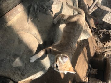 神戸どうぶつ王国に投稿された画像（2020/8/9）