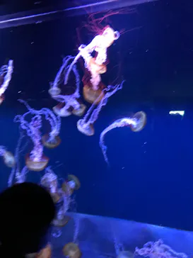 すみだ水族館に投稿された画像（2020/8/9）