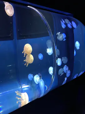 すみだ水族館に投稿された画像（2020/8/9）