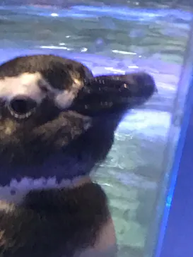 すみだ水族館に投稿された画像（2020/8/9）