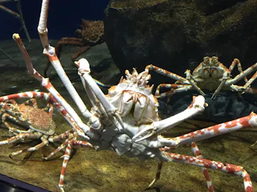 仙台うみの杜水族館に投稿された画像（2020/8/9）
