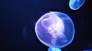 サンシャイン水族館に投稿された画像（2020/8/9）