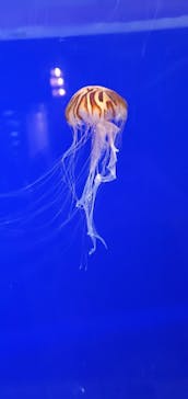 株式会社Gに投稿された画像（2020/8/9）