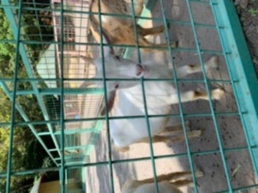 伊豆アニマルキングダムに投稿された画像（2020/8/9）