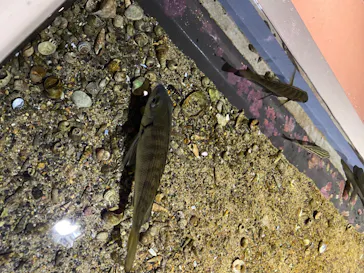 仙台うみの杜水族館に投稿された画像（2020/8/9）