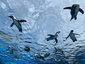 サンシャイン水族館に投稿された画像（2020/8/9）