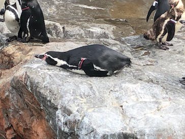 アクアワールド茨城県大洗水族館に投稿された画像（2020/8/9）