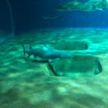 アクアワールド茨城県大洗水族館に投稿された画像（2020/8/9）