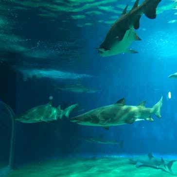 アクアワールド茨城県大洗水族館に投稿された画像（2020/8/9）