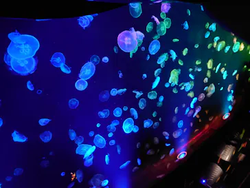 すみだ水族館に投稿された画像（2020/8/9）