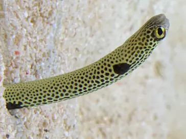 すみだ水族館に投稿された画像（2020/8/9）