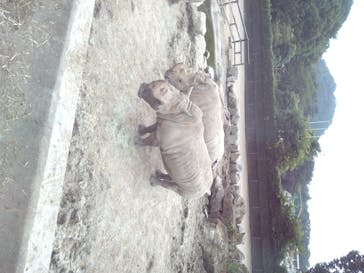 群馬サファリパークに投稿された画像（2020/8/9）