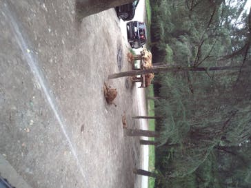 群馬サファリパークに投稿された画像（2020/8/9）