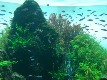 すみだ水族館に投稿された画像（2020/8/9）