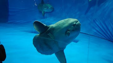 アクアワールド茨城県大洗水族館に投稿された画像（2020/8/9）