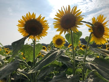 成田ゆめ牧場に投稿された画像（2020/8/9）