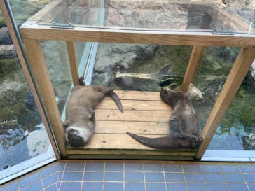鳥羽水族館に投稿された画像（2020/8/9）