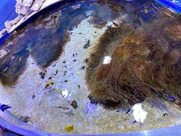 鳥羽水族館に投稿された画像（2020/8/9）