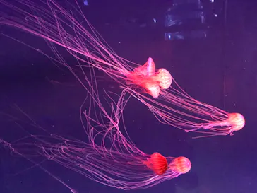 すみだ水族館に投稿された画像（2020/8/9）