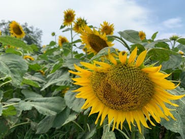 成田ゆめ牧場に投稿された画像（2020/8/9）