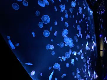 すみだ水族館に投稿された画像（2020/8/9）