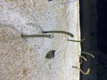 すみだ水族館に投稿された画像（2020/8/9）