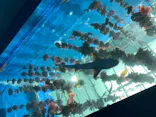仙台うみの杜水族館に投稿された画像（2020/8/9）