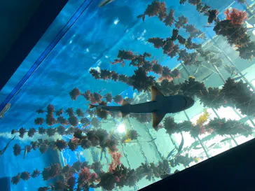仙台うみの杜水族館に投稿された画像（2020/8/9）