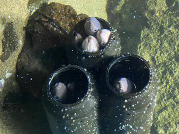 仙台うみの杜水族館に投稿された画像（2020/8/9）