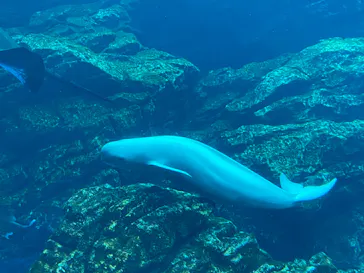仙台うみの杜水族館に投稿された画像（2020/8/9）