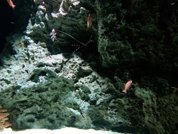 マリンワールド海の中道に投稿された画像（2020/8/9）