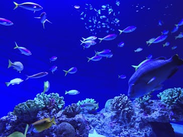 マリンワールド海の中道に投稿された画像（2020/8/9）