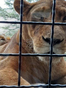 群馬サファリパークに投稿された画像（2020/8/7）