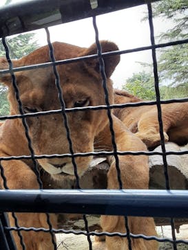 群馬サファリパークに投稿された画像（2020/8/7）