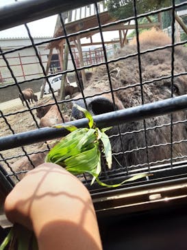 群馬サファリパークに投稿された画像（2020/8/7）