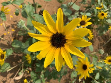 成田ゆめ牧場に投稿された画像（2020/8/9）