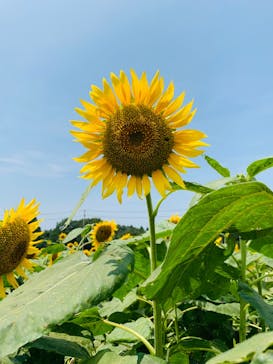 成田ゆめ牧場に投稿された画像（2020/8/9）